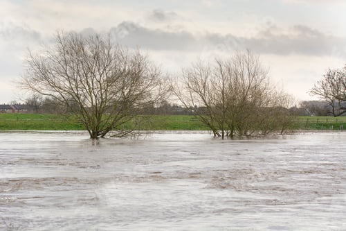 Preview: Trees On A River Bank Under Water