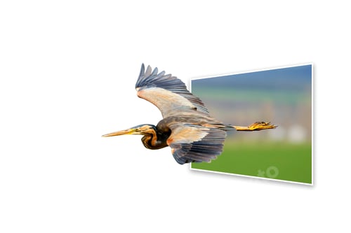 Preview: Surreal Picture Of Nature. Abstract Images. Bird: Purple Heron.