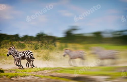 Preview: Blurred Image Of Running Zebras In The Serengeti National Park, Tanzania