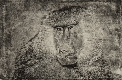 Preview: Male Baboon On Textured Grunge Background