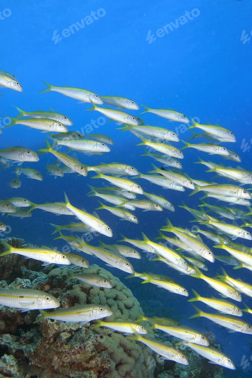 Preview: Yellowfin Goatfish