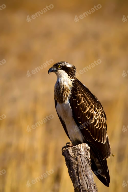 Preview: Osprey. Yellow Nature Background.