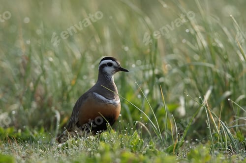 Preview: Eurasian Dotterel (Charadrius Morinellus) Helgoland, Germany
