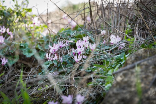 Preview: Cyclamens Next To Kibbutz Hephzibah, Israel