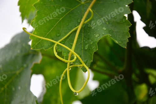 Preview: Leaf Of Wines