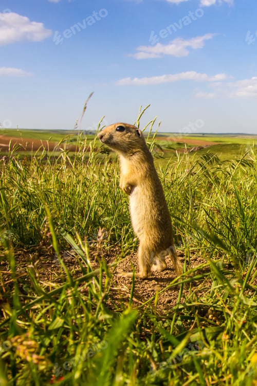Preview: Cute Animal. Ground Squirrel Anatolian Souslik Ground Squirrel Spermophilus Xanthoprymnus