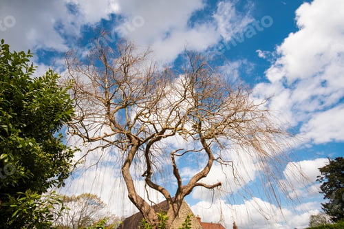 Preview: Bare Tree Against A Cloudy Sky