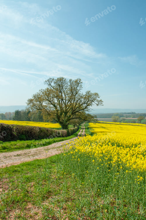 Preview: Old Oak Tree And Canola Crops.