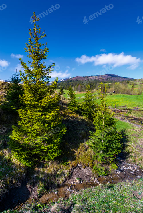 Preview: Spruce Trees Near The Brook In Springtime. Lovely Countryside Scenery In Rural Area. Fresh Green