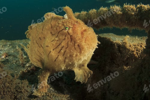 Preview: Frogfish (Anglerfish)