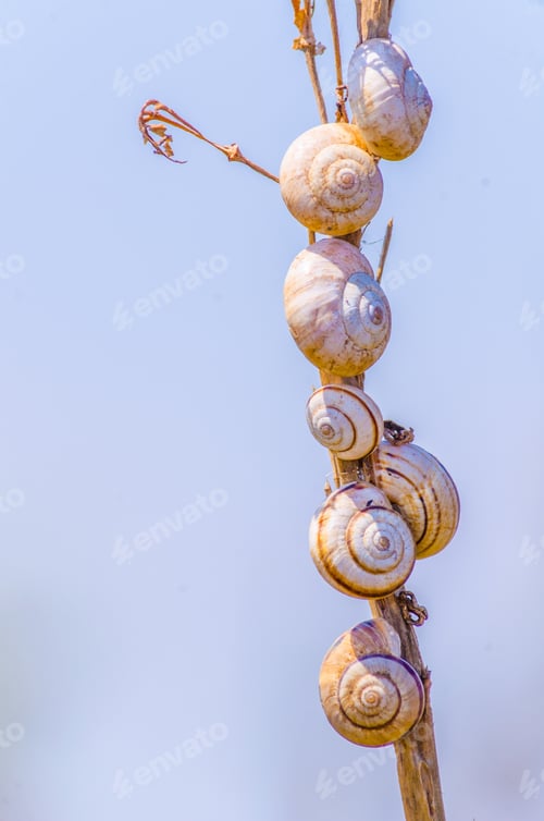 Preview: A Pack Of Snails Hanging On A Stem