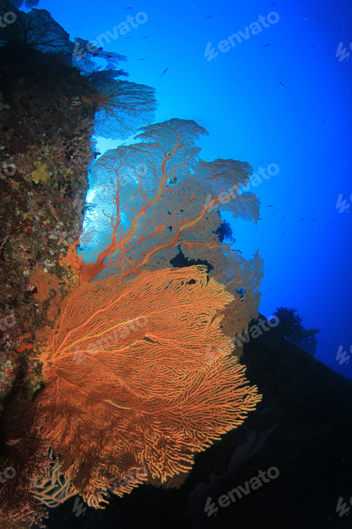 Preview: Underwater Coral Reef