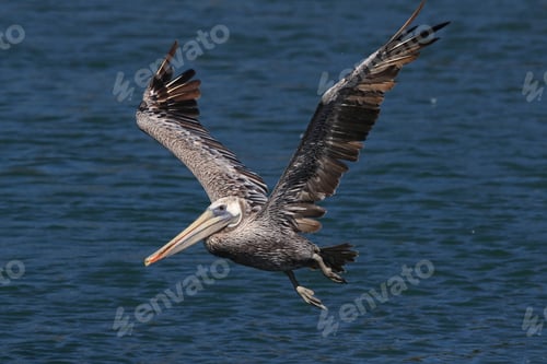 Preview: Brown Pelican (Pelecanus Occidentalis) Ca
