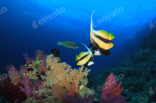 Preview: Pair Of Red Sea Bannerfish On Coral Reef
