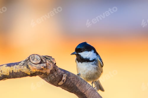 Preview: Cute Little Bird. Clean Yellow Blue Nature Background.