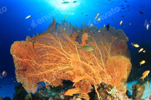 Preview: Gorgonian Fan Coral And Fish