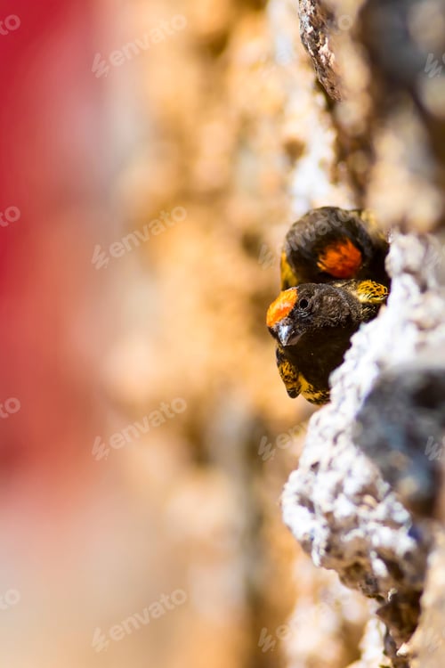 Preview: Cute Bird. Red Fronted Serin. Kayseri Aladaglar Turkey