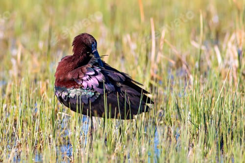 Preview: Bird Glossy Ibis. Green Nature Background. Glossy Ibis. Plegadis Falcinellus.