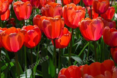 Preview: Spring Blooming Tulip Flowrs Blossom Scene. Tulips In Spring Blooming Garden. Tulip Festival In