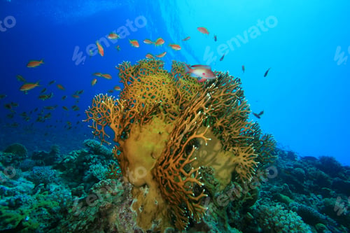 Preview: Fire Coral