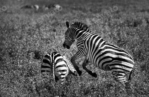 Preview: Zebras In The Ngorongoro Crater, Tanzania