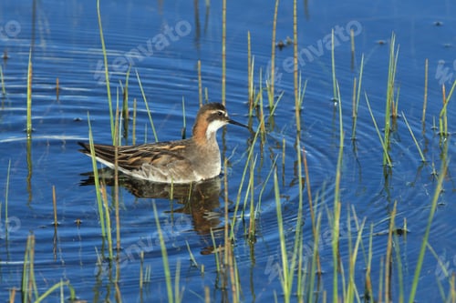 Preview: Red-Necked Phalarope (Phalaropus Lobatus) Iceland