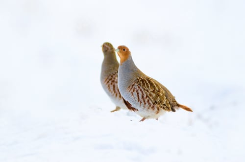 Preview: Winter And Partridges. White Snow Background. Bird: Grey Partridge. Perdix Perdix.
