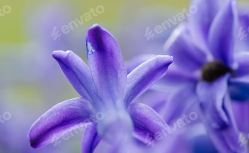 Preview: Bug On The Purple Flower