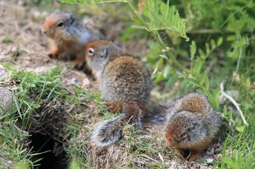 Preview: Columbian Ground Squirrel Cub Canadian Rockies