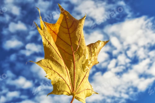 Preview: Autumn Landscape With Bright Colorful Leaves. Indian Summer.