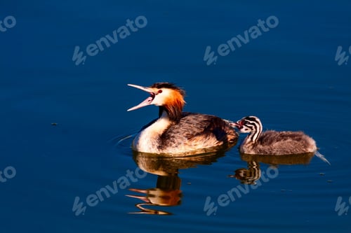 Preview: Great Crested Grebe / Podiceps Cristatus