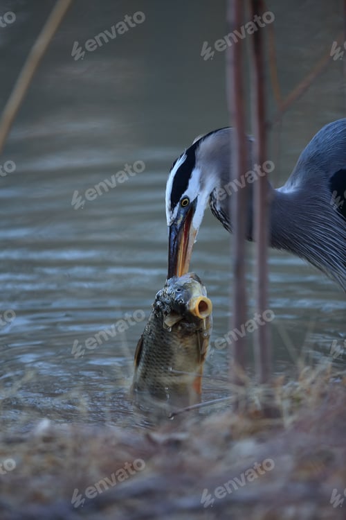 Preview: Great Blue Heron (Ardea Herodias) Eating A Fish Bosque Del Apache National Wildlife Refuge New