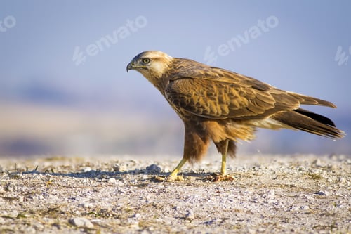 Preview: Wild Bird Hawk Blue Sky Background Long-Legged Buzzard / Buteo Rufinus