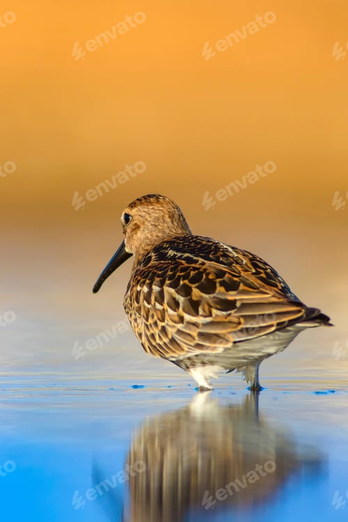 Preview: Colorful Nature And Water Bird. Blue Water, Yellow Sand Background. Bird: Curlew Sandpiper
