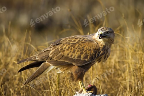 Preview: Bird Of Prey. Buzzard And Its Hunt Least Weasel. Yellow Nature Habitat Background. Bird: Long