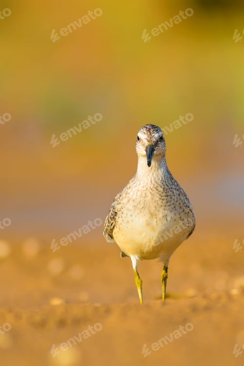 Preview: Cute Water Bird. Yellow Nature Background.