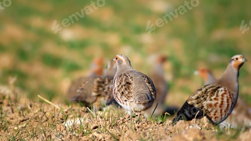 Preview: Partridge. Green Brown Nature Background. Bird: Grey Partridge. Perdix Perdix.