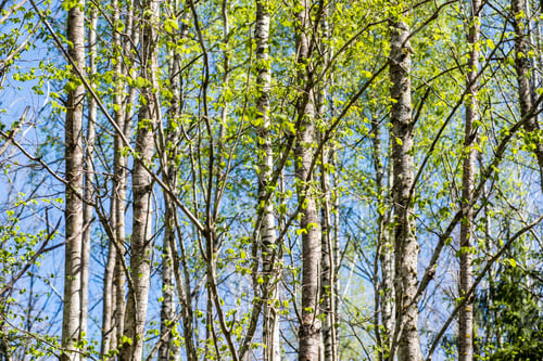 Preview: Trees In The Forest - The Crown Of Leaves Against The Sky In Spring