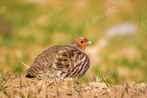 Preview: Wild Bird Partridge. Warm Colors Nature Background. Grey Partridge / Perdix Perdix