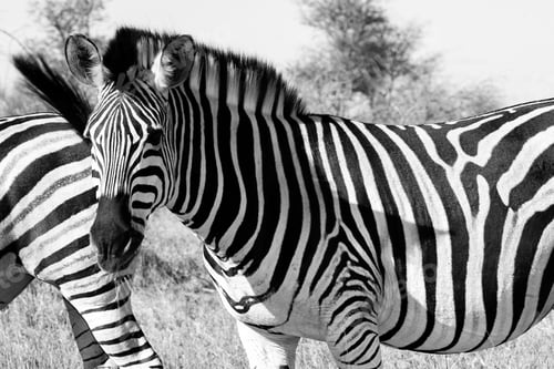 Preview: Zebra In The Kruger National Park, South Africa