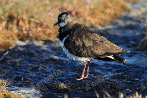 Preview: Northern Lapwing (Vanellus Vanellus) Sweden