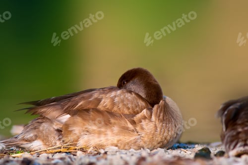 Preview: Cute Duck Nature Background. Red Crested Pochard Netta Rufina.