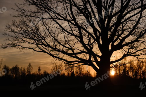 Preview: Large Oak Tree In Open Field In Sunset With Sun Behind It. Light Mist Forming In Fields, Tree With