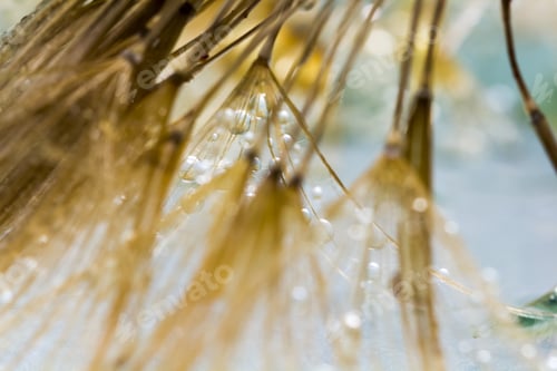 Preview: Dandelion Seeds With Water Drops On Colorful Background
