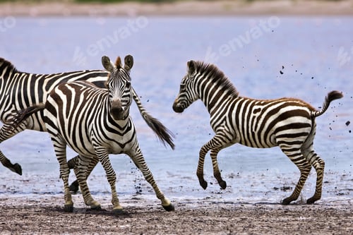 Preview: Zebras Running Beside A Small Lake In The Serengeti National Park, Tanzania