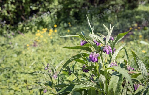 Preview: Purple Flowering Common Comfrey Or Symphytum Officinale In The Foreground Of A Dutch Nature Reserve.