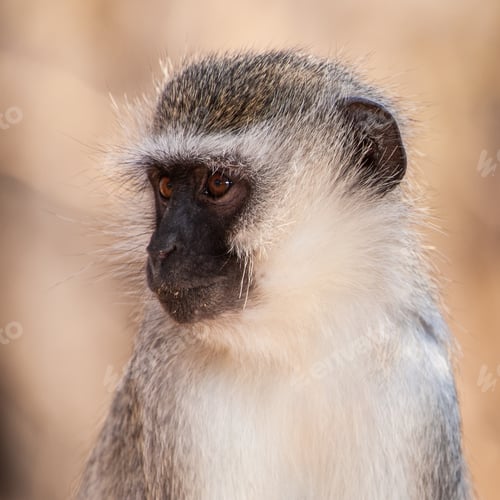 Preview: Vervet Monkey (Chlorocebus Pygerythrus) In Kruger National Park, South Africa
