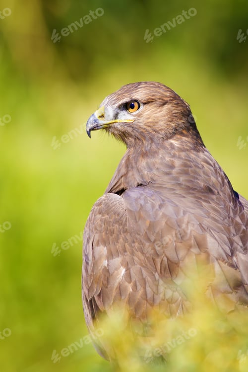 Preview: Hawk Portrait. Green Nature Background Long Legged Buzzard / Buteo Rufinus