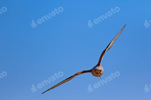 Preview: Flying Falcon. Blue Sky Background.