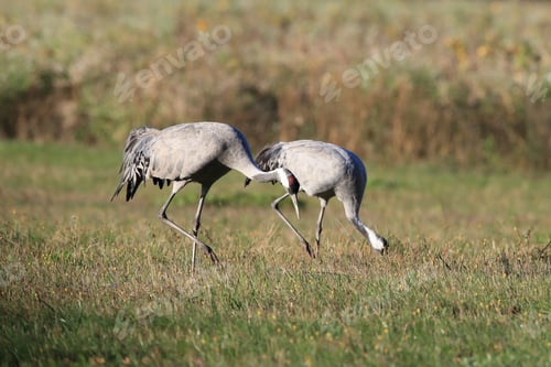Preview: Common Cranes In The Field Mecklenburg Germany
